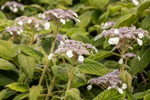 Hydrangea sargentiana - 30-40 CM C2 - image 2