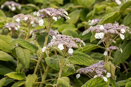 Hydrangea sargentiana - 100-125 CM C45 - image 2