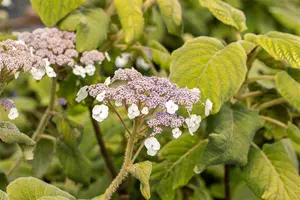 Hydrangea sargentiana - 100-125 CM C45 - image 3