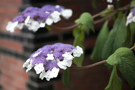Hydrangea sargentiana - 100-125 CM C45 - image 1