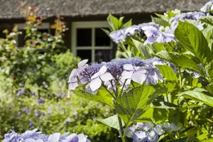 Hydrangea serr. 'Aigaku' - 2 Ltr pot - image 4