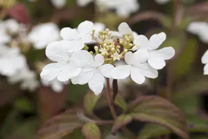Hydrangea serr. 'Aigaku' - 2 Ltr pot - image 5