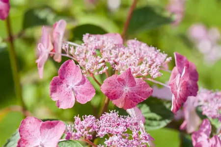 Hydrangea serr. 'Avelroz'? - 3 Ltr pot - image 1