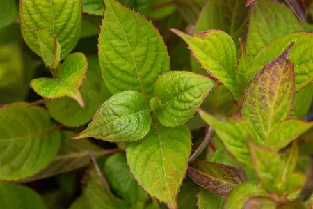 Hydrangea serr. 'Avelroz'? - 3 Ltr pot - image 2