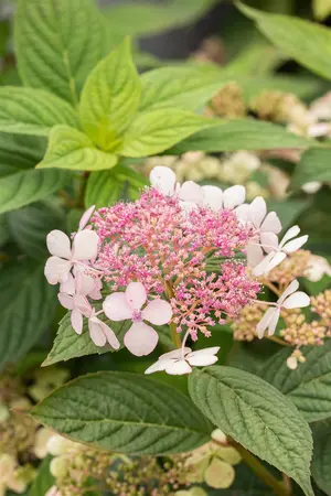 Hydrangea serr. 'Bluebird' - 2 Ltr pot - image 3