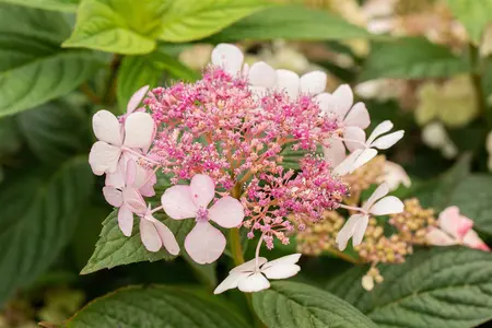 Hydrangea serr. 'Bluebird' - 2 Ltr pot - image 2