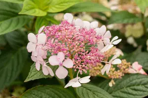 Hydrangea serr. 'Bluebird' - 1.5 Ltr pot - image 2