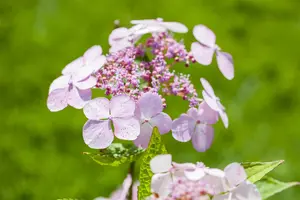 Hydrangea serr. 'Bluebird'