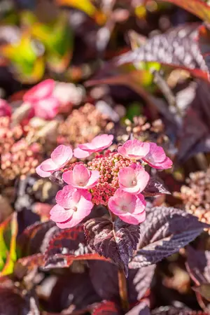 Hydrangea serr. 'Daredevil' - P9 - image 2