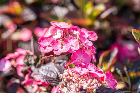 Hydrangea serr. 'Daredevil' - P9 - image 1