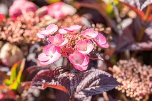 Hydrangea serr. 'Daredevil' - P9 - image 3