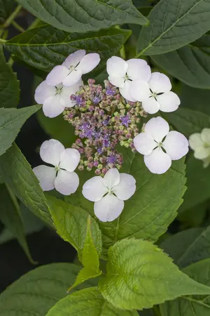Hydrangea serr. 'Imp?ratrice Eug?nie'  - 2 Ltr pot - image 2