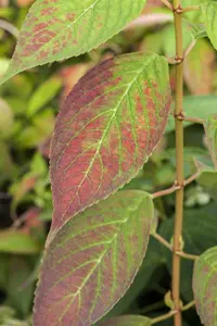 Hydrangea serr. 'Imp?ratrice Eug?nie'  - 2 Ltr pot - image 5
