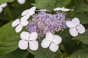 Hydrangea serr. 'Imp?ratrice Eug?nie'  - 2 Ltr pot - image 3