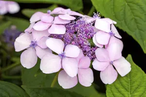Hydrangea serr. 'Imp?ratrice Eug?nie'  - 2 Ltr pot - image 4