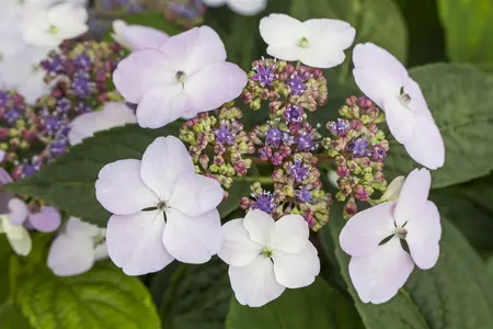 Hydrangea serr. 'Imp?ratrice Eug?nie'  - 2 Ltr pot - image 1