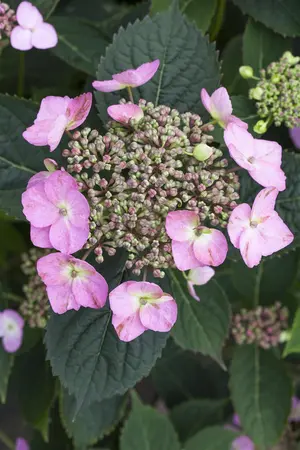 Hydrangea serr. 'Koreana' - 3 Ltr pot - image 5