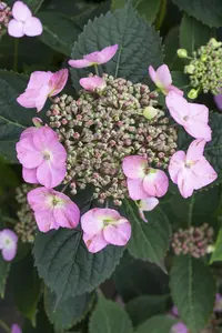 Hydrangea serr. 'Koreana' - 3 Ltr pot - image 5