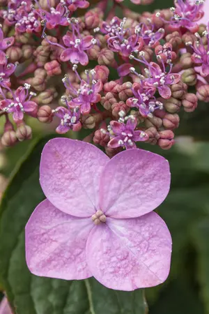Hydrangea serr. 'Koreana' - 5 Ltr pot - image 2