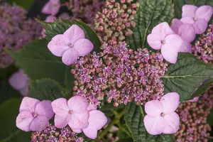 Hydrangea serr. 'Koreana'