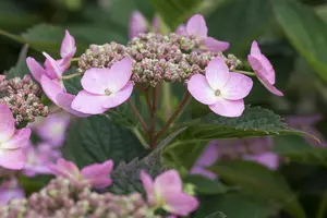 Hydrangea serr. 'Koreana' - 3 Ltr pot - image 4