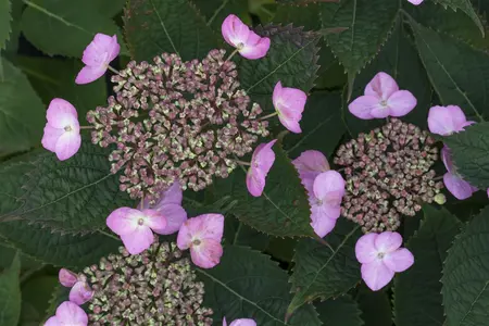 Hydrangea serr. 'Koreana' - 5 Ltr pot - image 3