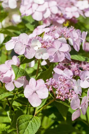 Hydrangea serr. 'Morning Glory' - 3 Ltr pot - image 2