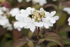 Hydrangea serr. 'Morning Glory' - 3 Ltr pot - image 5