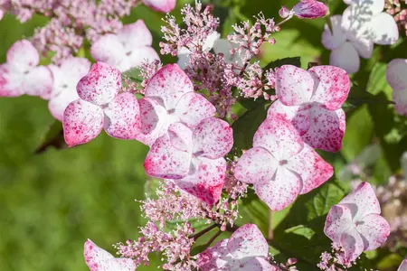 Hydrangea serr. 'Spreading Beauty' - 2 Ltr pot