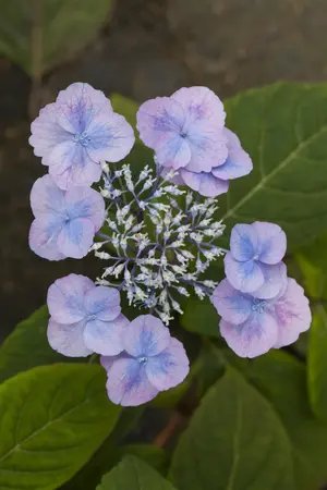 Hydrangea serr. 'Veerle' - 25-30 CM C4 - image 3
