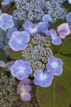 Hydrangea serr. 'Veerle' - 3 Ltr pot - image 1
