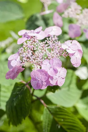 Hydrangea serr. 'Veerle' - 3 Ltr pot - image 5