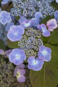 Hydrangea serr. 'Veerle'