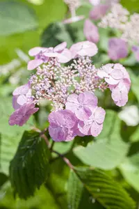 Hydrangea serr. 'Veerle' - 10 Ltr pot - image 5