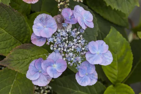 Hydrangea serr. 'Veerle' - 25-30 CM C4 - image 4