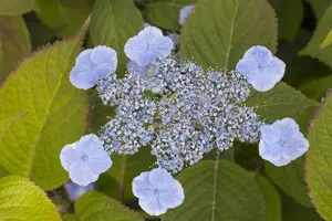 Hydrangea serr. 'Veerle' - 30-40 CM C5 - image 2