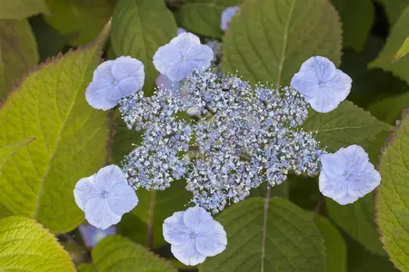 Hydrangea serr. 'Veerle' - 3 Ltr pot - image 2