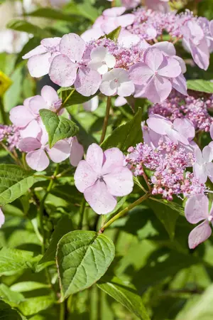 Hydrangea serr. 'Wilsonii' - 2 Ltr pot - image 3