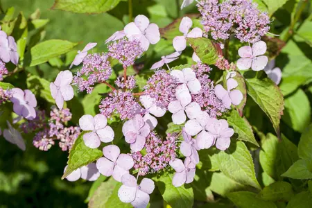 Hydrangea serr. 'Yae-No-Amacha' - 2 Ltr pot - image 1