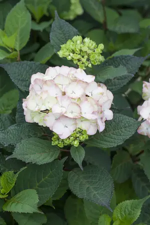 Hydrangea serrata 'Preziosa' - 2 Ltr pot - image 1