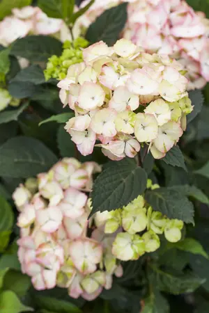 Hydrangea serrata 'Preziosa' - 2 Ltr pot - image 3