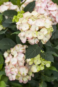 Hydrangea serrata 'Preziosa' - 2 Ltr pot - image 3