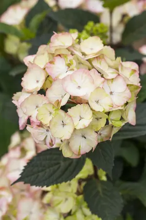 Hydrangea serrata 'Preziosa' - 2 Ltr pot - image 4