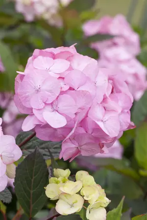 Hydrangea serrata 'Preziosa' - 2 Ltr pot - image 5
