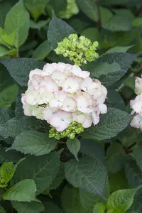 Hydrangea serrata 'Preziosa' - 30-40 CM C2 - image 5