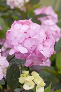 Hydrangea serrata 'Preziosa' - 25-30 CM C3.5 - image 5