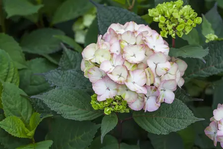 Hydrangea serrata 'Preziosa' - 2 Ltr pot - image 2