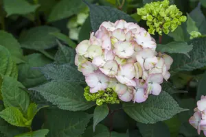 Hydrangea serrata 'Preziosa' - 2 Ltr pot - image 2