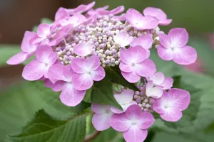 Hydrangea 'Twist 'n Shout'? blue