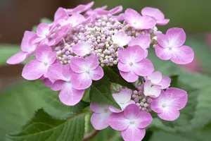 Hydrangea 'Twist 'n Shout'? pink